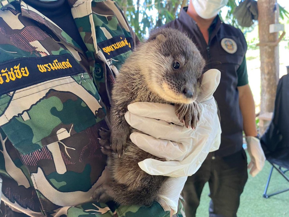 chiangmainews's tweet image. น้องงงง หน้าตาจิ้มลิ้มมาก ‼ 🦦 ชาวบ้านพบ "นากเล็กเล็บสั้น" สัตว์ป่าคุ้มครองหายาก พลัดหลงจากป่าเข้ามาบ้านคน ส่งให้ จนท.ดูแลตามกฎหมาย นับเป็นของขวัญปีใหม่จากการฟื้นฟูผืนป่า
.
อ่านข่าวต่อ chiangmainews.co.th/news/3858382/?…

#เชียงใหม่นิวส์ #chiangmainews