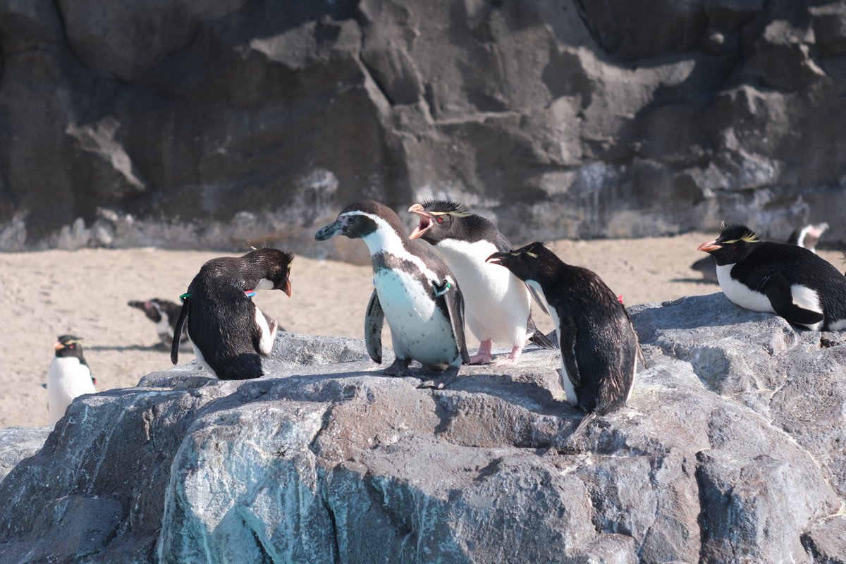 ペンギン 葛西臨海水族園主宰の「ペンギン講演会」(zoom)が開催されます
