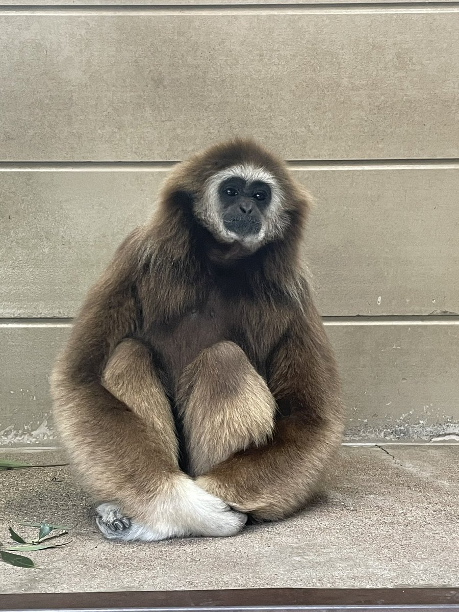 体操座りジョージ
#シロテテナガザル
#日本モンキーセンター