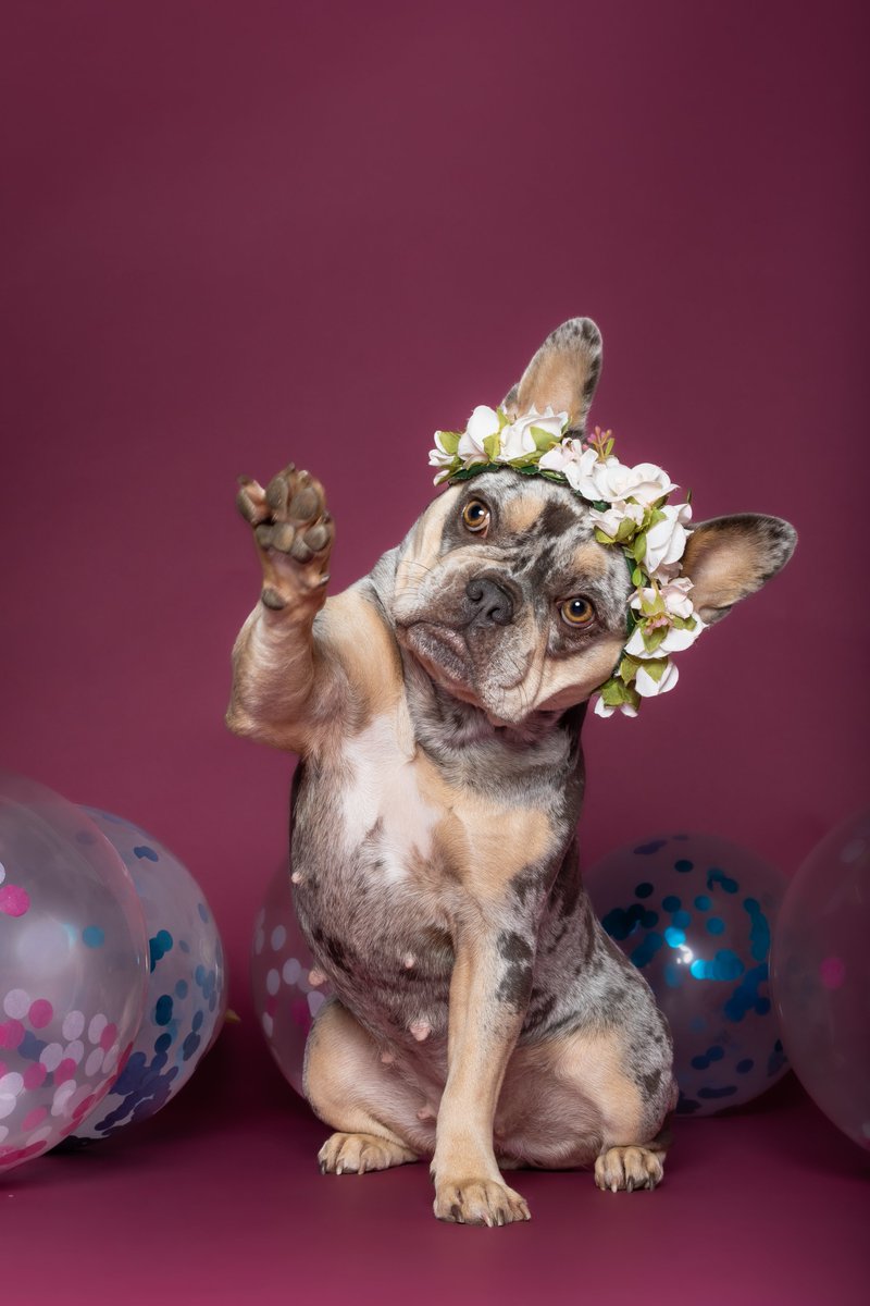 lilpupsclub's tweet photo. 🚨 #GIVEAWAY $250 LilPupsClub Early Supporter Reward 🐶

How to enter: 
1️⃣ Follow @LilPupsClub 
2️⃣ Like & repost 
3️⃣ Comment how many puppies you think Champie will have 🐾 

 Winner announced after the puppies arrive. 
Good luck & welcome to the journey ✨ 
$LILPUPS

#LilPups #MemeContest #ArtContest #Solana #LilPupsCommunity #Memecoin #CreatorsWanted #Giveaway