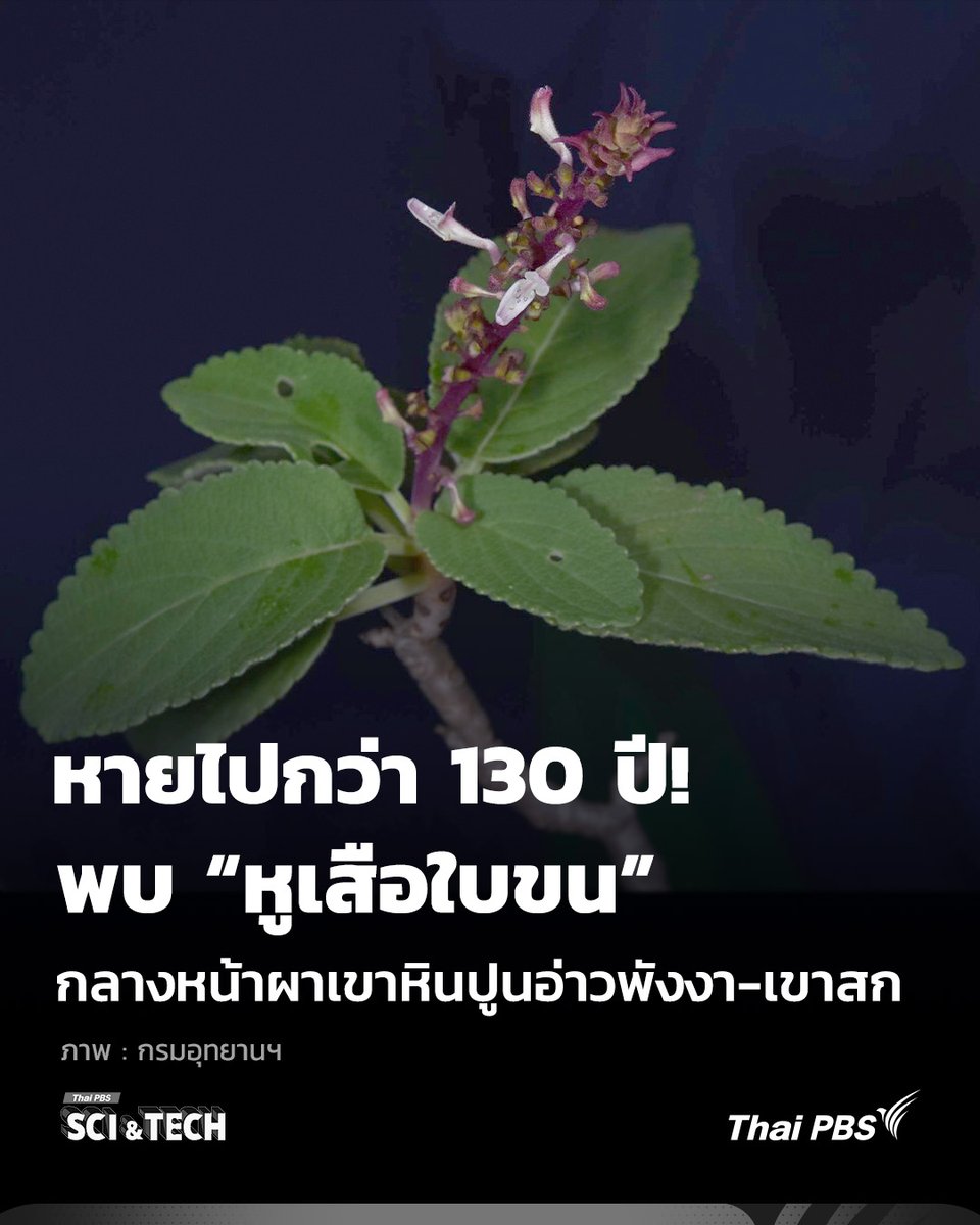 🌿 หายไปกว่า 130 ปี! พบ “หูเสือใบขน” พรรณไม้หายาก กลางหน้าผาเขาหินปูนอ่าวพังงา-เขาสก

ข่าวดี! ด้านการอนุรักษ์ #พรรณไม้ ระดับโลก หลังทีมนักวิจัยค้นพบ #หูเสือใบขน พรรณไม้ที่เคยคาดว่าสูญพันธุ์ไปจากธรรมชาติแล้วนานกว่า 130 ปี