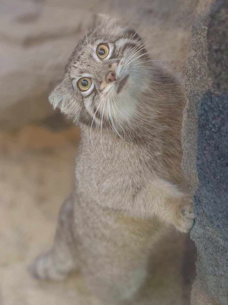 tamagorolev0820's tweet image. 首を傾げて立っちする姿が可愛らしい
柔和な表情のオト😺🐾✨️

#神戸どうぶつ王国
#マヌルネコ
#オト