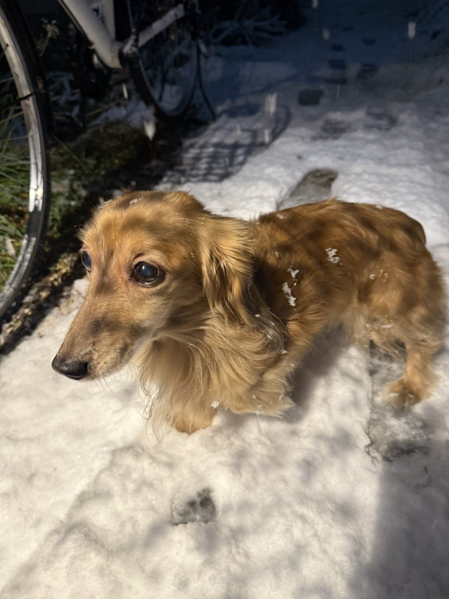 HSub855's tweet image. 雪に埋もれる実家の犬🐶
