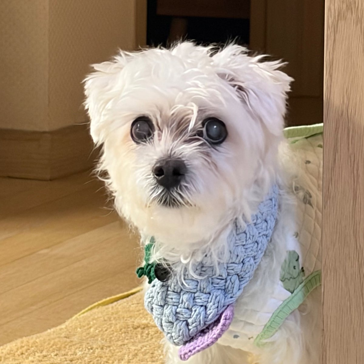 비건선생 tweet media