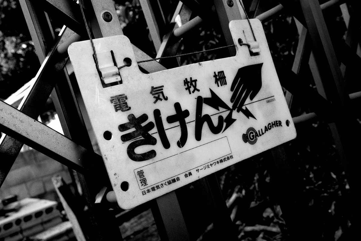 「白です」売れました！どこでも一緒❢黒トロといっしょ❣️ シンゴ (@shingo1228) / Posts / X
