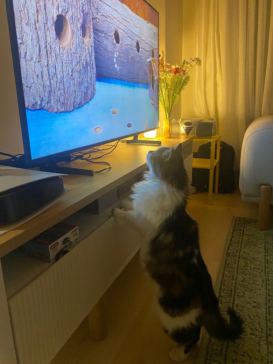 pittyperest's tweet photo. Kedi teli yaptıracak ya da ev sahibinin bu konuda engel çıkarmayacağı yuva arıyorum.. https://t.co/iPWAizfalx
