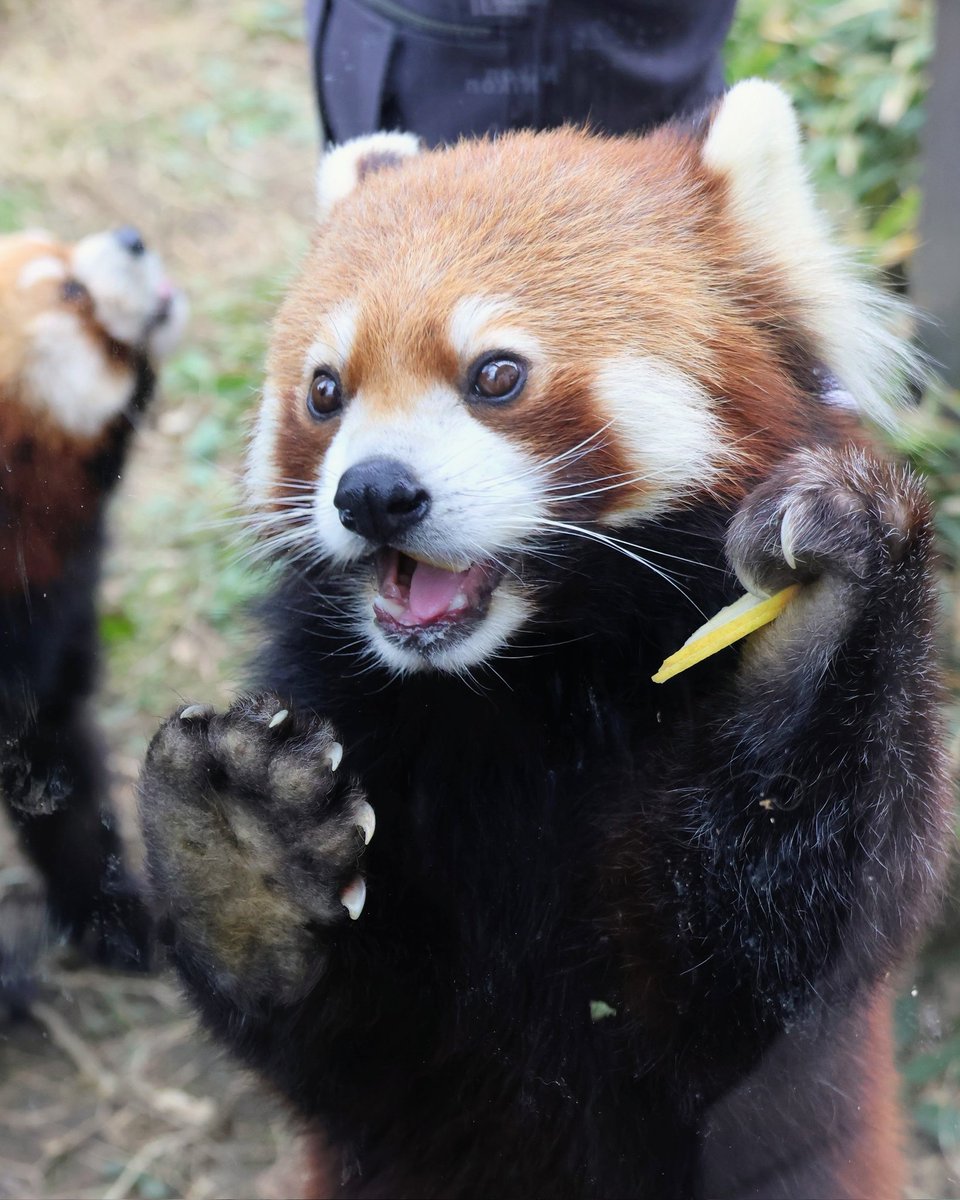 yucchin1125's tweet image. リンゴタイムがめっちゃくちゃ楽しそうなフーフーくん🤣💨🍎
#徳山動物園 #レッサーパンダ
