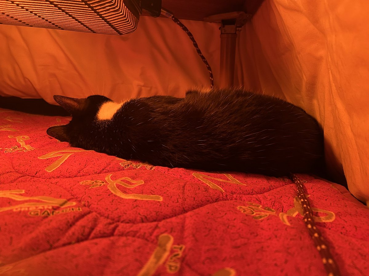 炬燵の中の猫とかいう縁起物