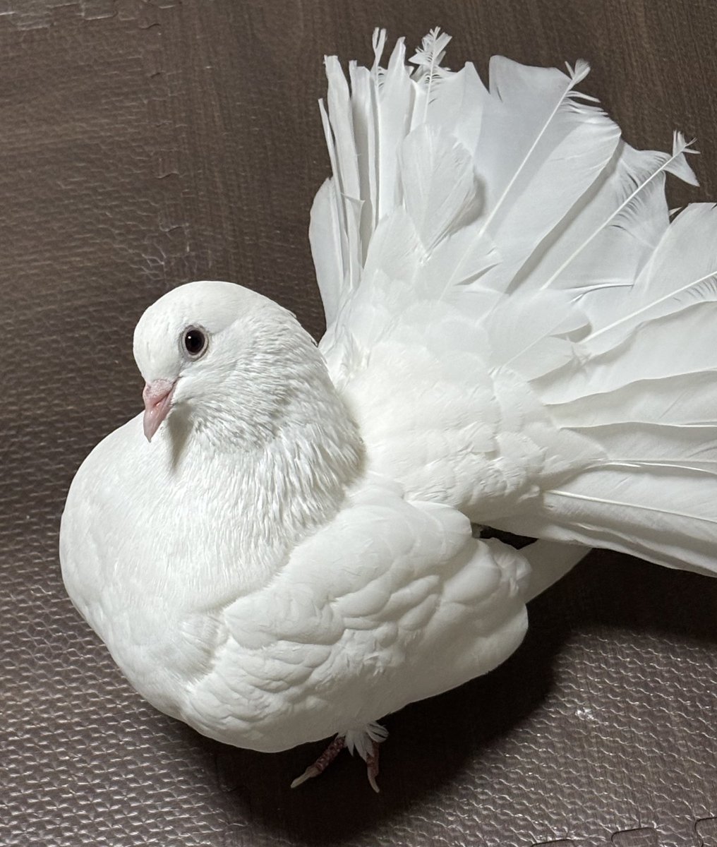 shikionigiri's tweet photo. 新年初風呂を済ませてまったり🕊️
ポ？ https://t.co/wwZXUhnXQF