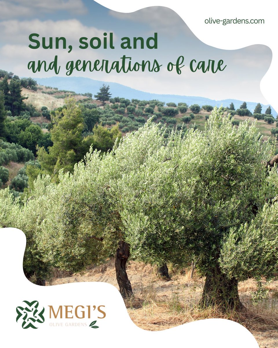 Rooted in fertile land, shaped by the sun, and nurtured through generations of dedication.
In this orchard, growing olives means growing values that last.

#MegisOliveGardens #OliveOrchard #FromNatureToTable #SustainableFarming #RootedInCare