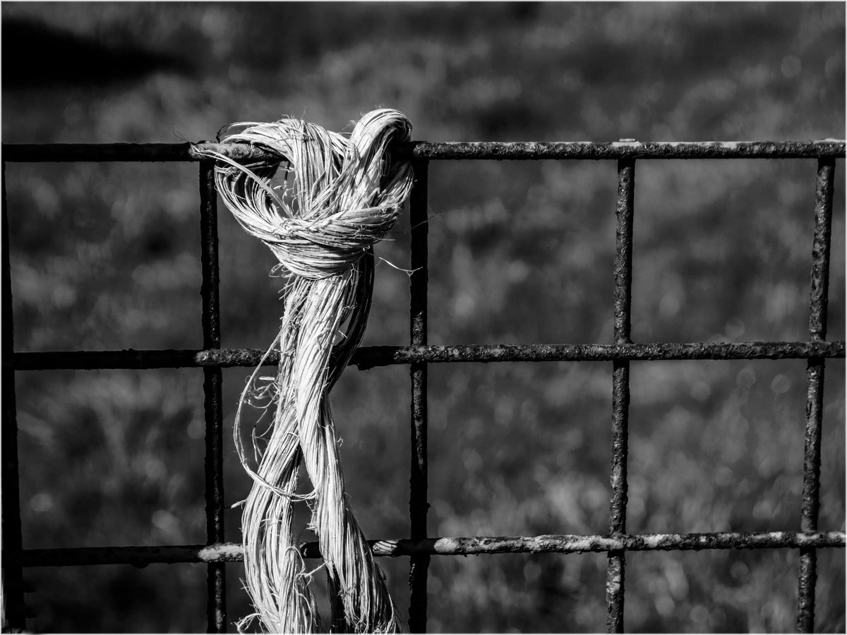 Annes Glynn tweet media