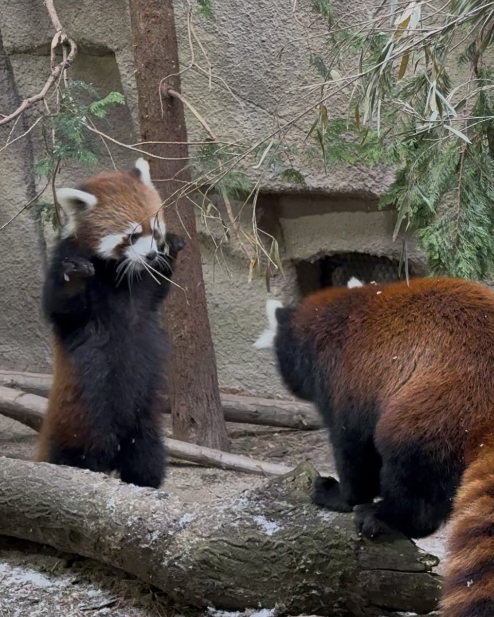 mucctk9655's tweet image. 今日の威嚇
#モナカ　#グミ
#レッサーパンダ
#那須どうぶつ王国