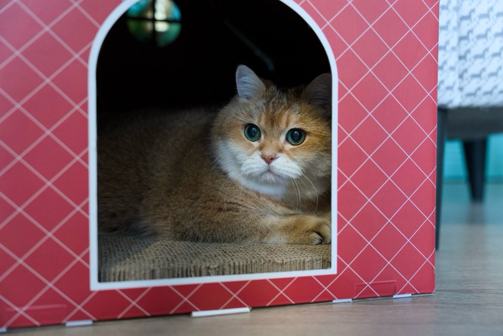 Hosico_cat's tweet image. I hid in the house 🎄🏠