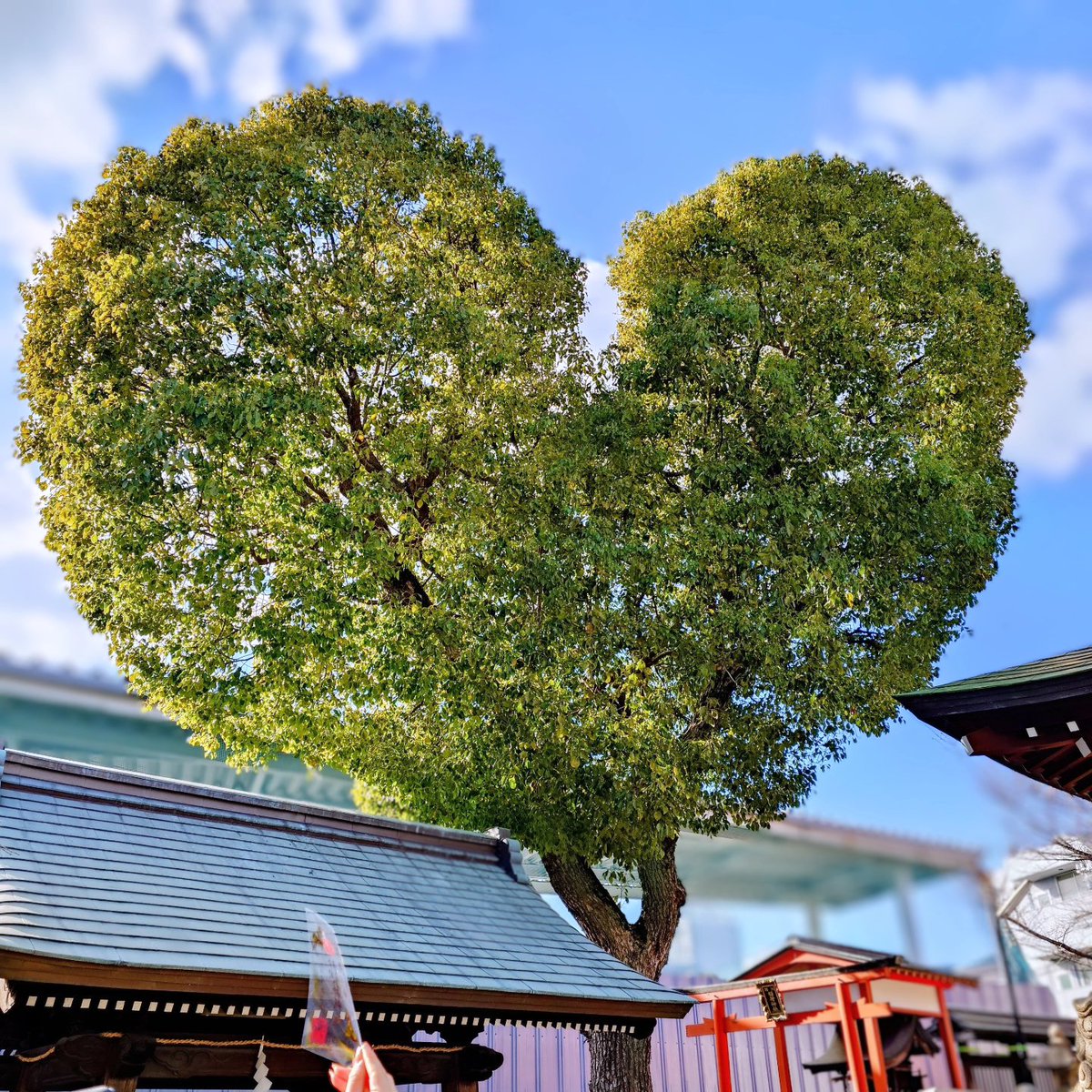 MiLK45945's tweet photo. 初詣⛩️

ハートの木のある神社⛩️
南宮宇佐八幡神社へ

午��の御朱印とお守り

#���宮宇佐八幡神社 
#脇浜神社 
#初詣 #初もうで 
#御朱印 https://t.co/iyZb6O17GG