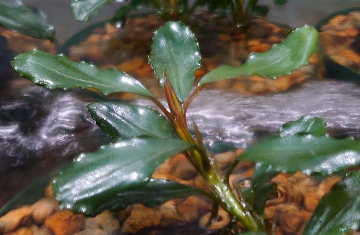 sp.“彩雲”from Kapuas【AZX0420-12】 since 25/5/25〜 謹賀新年。 本年