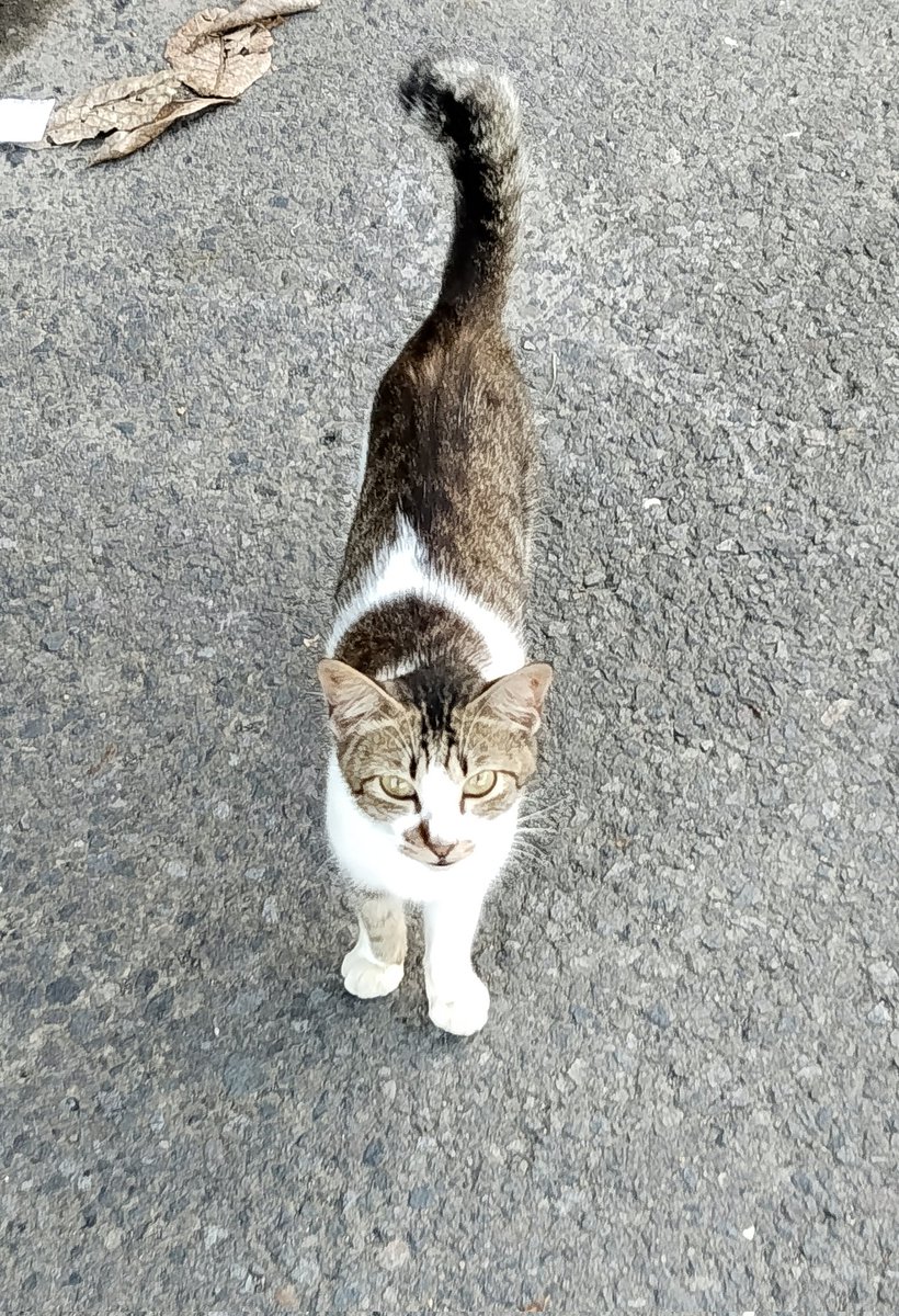 reallyflowy's tweet image. si imut