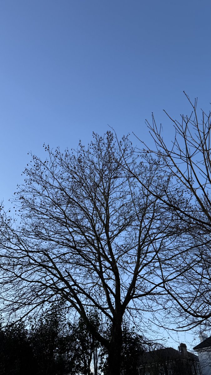 Prof Jonathan Shalit OBE tweet media