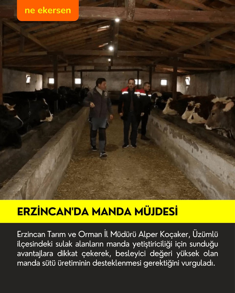 Erzincan Tarım ve Orman İl Müdürü Alper Koçaker, Üzümlü ilçesindeki sulak alanların manda yetiştiriciliği için sunduğu avantajlara dikkat çekerek, besleyici değeri yüksek olan manda sütü üretiminin desteklenmesi gerektiğini vurguladı.