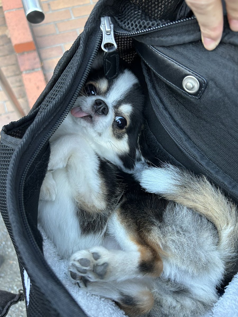 えっっまっっって、バッグに入れて持ち歩いてて、ふいにチャック開けたらこれで死ぬ死ぬ死ぬ死ぬ可愛いかわいい可愛い可愛い可愛い可愛い可愛い可愛い可愛い可愛い可愛い可愛い可愛い可愛い可愛い
こんな狭いバッグでどうやってへそ天したっていうんだい可愛い可愛い可愛い可愛い可愛い可愛い可愛い可