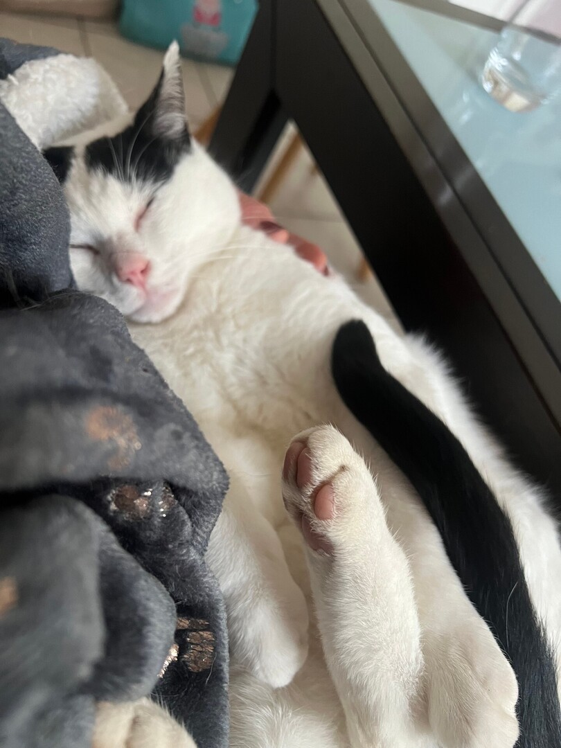 vigipets's tweet image. 🟠 🐱 Chat perdu le 24/12/2025 à Heillecourt (54180).
Race : Munchkin / Âge : 4 an(s)
Soprano / Mâle / Identifié(e) : Oui

☎️ 677723527
📧  thalie.ambert@laposte.net

#VigiPets #chatperdu #chattrouve #chat #perdu #trouve