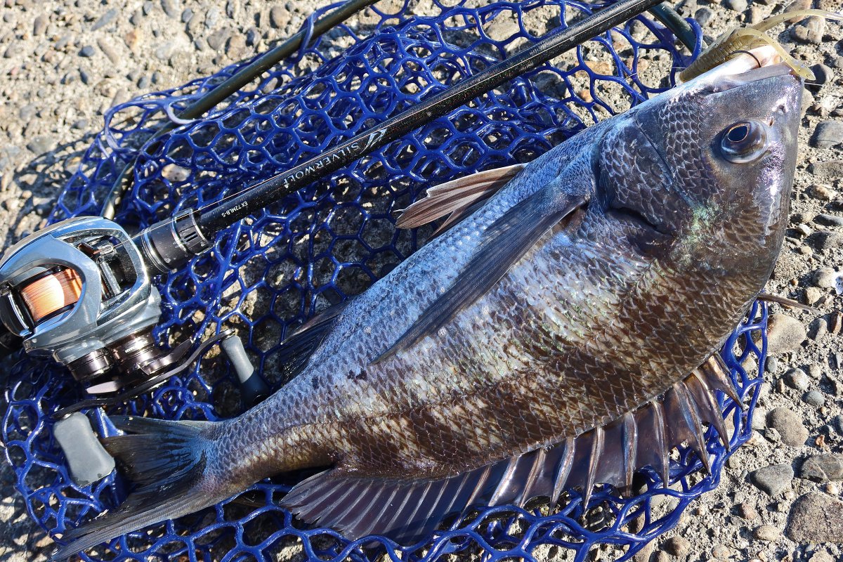 MORIZOO♪ もりぞー on X