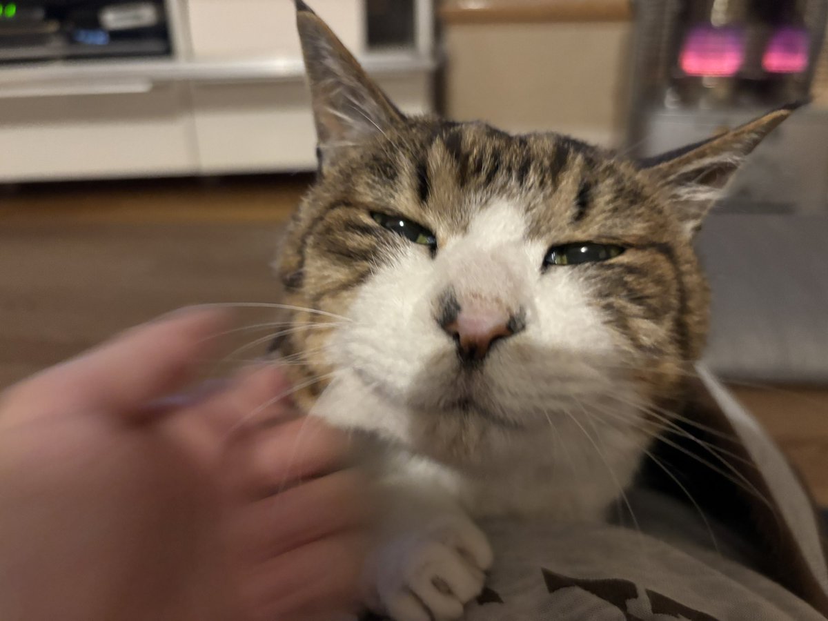 Post by セロリ on X: 🐈