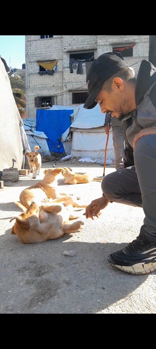 AhmedSalla45900's tweet image. Playing with these little puppies breaks my heart.
In Gaza, even innocence suffers.
They feel fear, hunger, and cold — with no guilt at all 🐶💔
paypal.me/animalsworld85…
#Gaza #AnimalsOfGaza #InnocentLives #SaveTheAnimals
