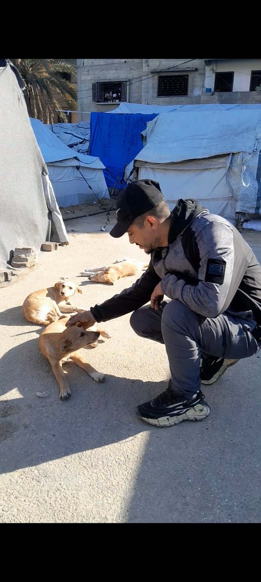 AhmedSalla45900's tweet image. Playing with these little puppies breaks my heart.
In Gaza, even innocence suffers.
They feel fear, hunger, and cold — with no guilt at all 🐶💔
paypal.me/animalsworld85…
#Gaza #AnimalsOfGaza #InnocentLives #SaveTheAnimals