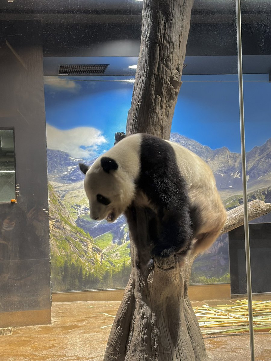 今日のシャオシャオ🐼💕
1年の始まりにシャオレイに会えました🐼
パン友さんに感謝です🥲
カメラの調子が悪く、レイちゃんは肉眼で💦シャオはスマホ撮影です📱

#シャオシャオ　#上野動物園