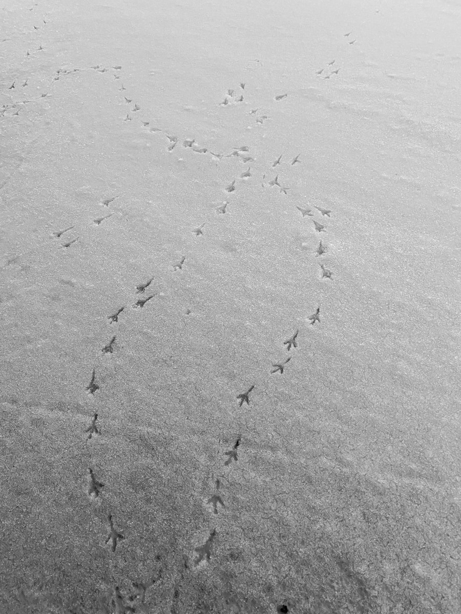 Celiker Bahceci tweet media