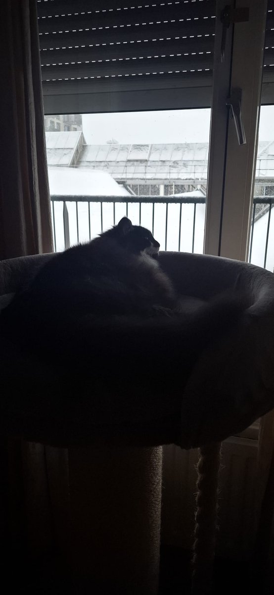 #Wybert vrn geniet van de sneeuw en ikke ook (uitzicht winkelcentrum vanuit slaapkamer)