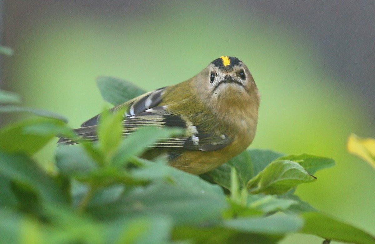 Goldcrest at Andreas Isle of Man🇮🇲🇮🇲🇮🇲
<a href="/ManxBirdLife/">Manx BirdLife</a> <a href="/manxnature/">Manx Wildlife Trust</a>