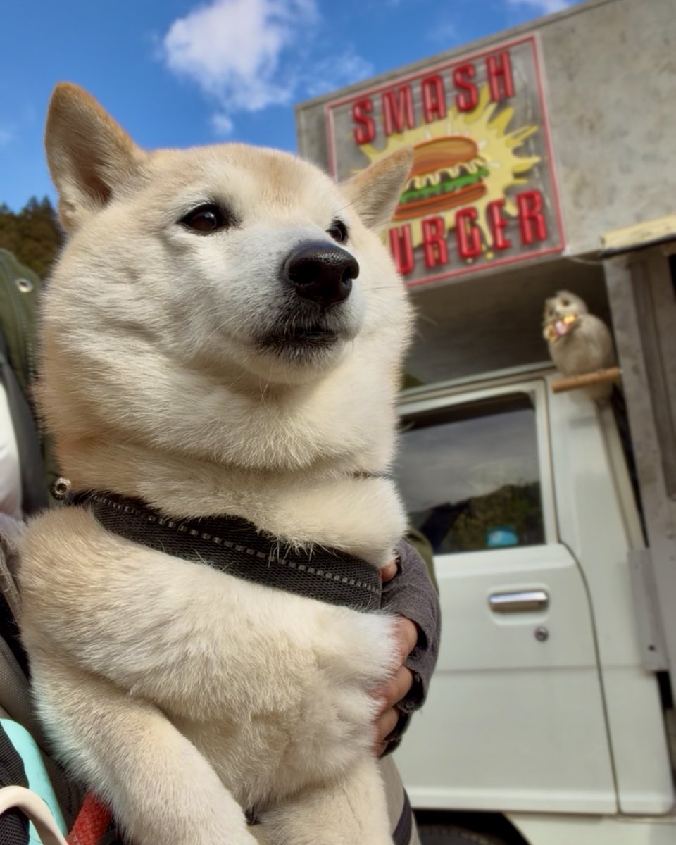 ゴウバーガー来た！
#柴犬 #ハンバーガー #mioキャン