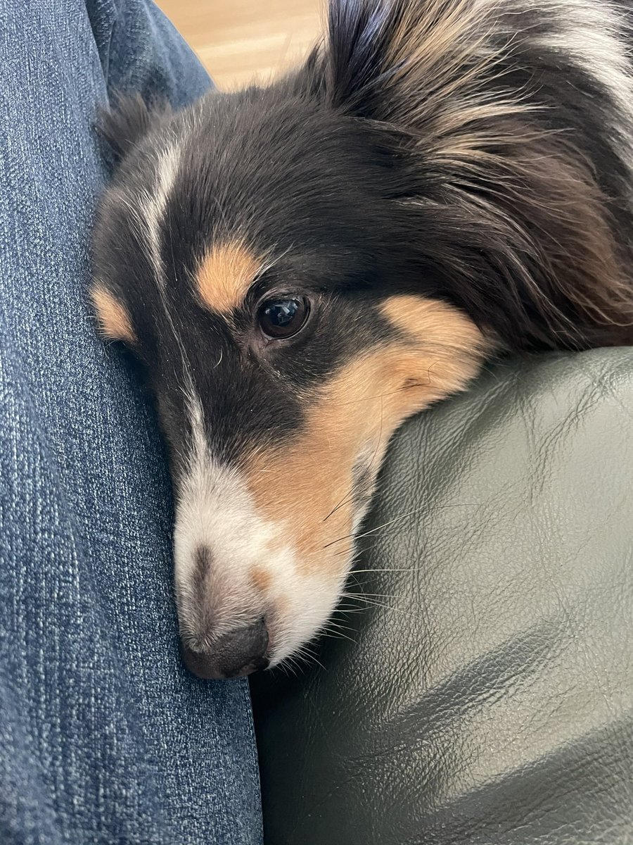 oki765LT's tweet image. 今日は家族で初詣
帰り、りゅう君の墓まいり