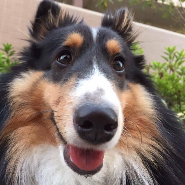 oki765LT's tweet image. 今日は家族で初詣
帰り、りゅう君の墓まいり