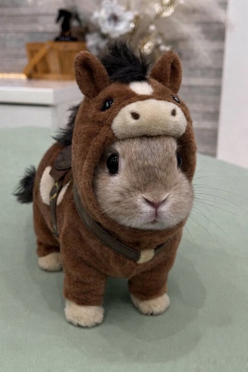 RabbitLoversUSA's tweet photo. https://t.co/DtxRsNefbp