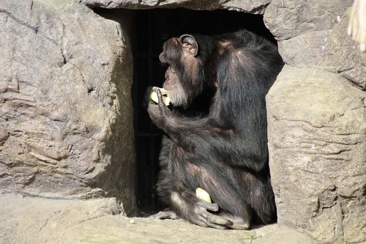 まつ　ビビィご相談ページ Mr.シンゲツ (@SGV_Destroyer) / Posts / X