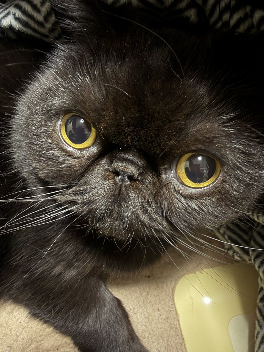 しぃちゃん (@shi_chan347) / Posts / X