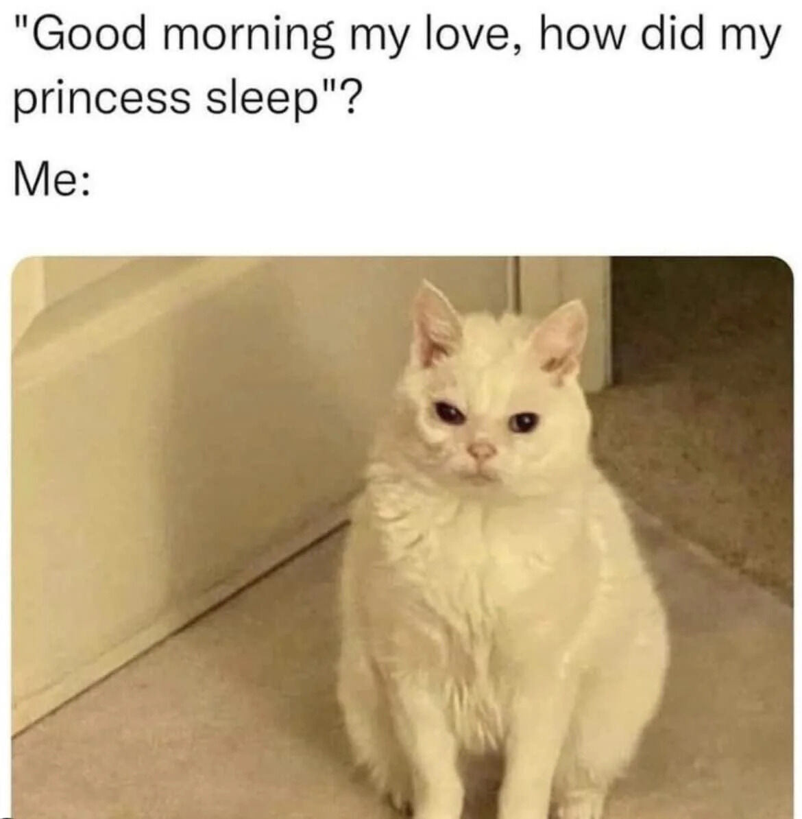 WholesomeMeme's tweet image. 