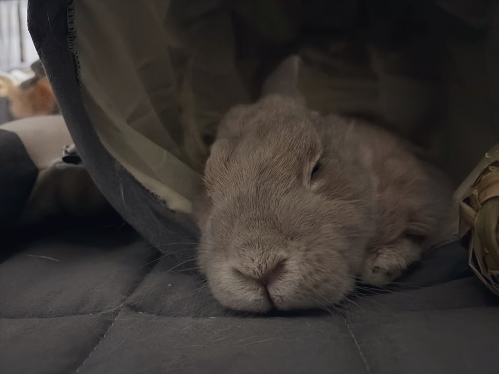 보일러 따땃하게 트니까 코 골면서 자ㅋㅋㅋ
