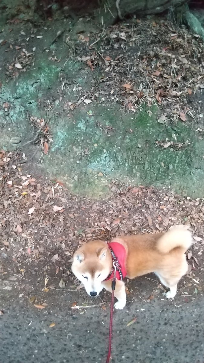 夕方散歩

雪が降ってきた時にはどうしようかと。にわか雪で助かった☃️

まるで山脈の様な雪雲が迫力あります。 