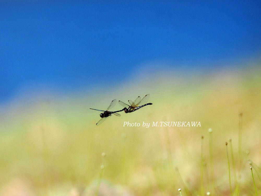 Photoinsect's tweet image. ナウシカのおおばばさまの名言「その者青き衣を纏いて金色の野に降り立つべし！」
みたいな背景に降臨したマダラナニワトンボ！
いや青くないか！ナニワトンボなら青かったのに⁉︎
ともかくファインダー見てナウシカ思い出した一枚！
10月撮影
#マダラナニワトンボ #ナウシカ