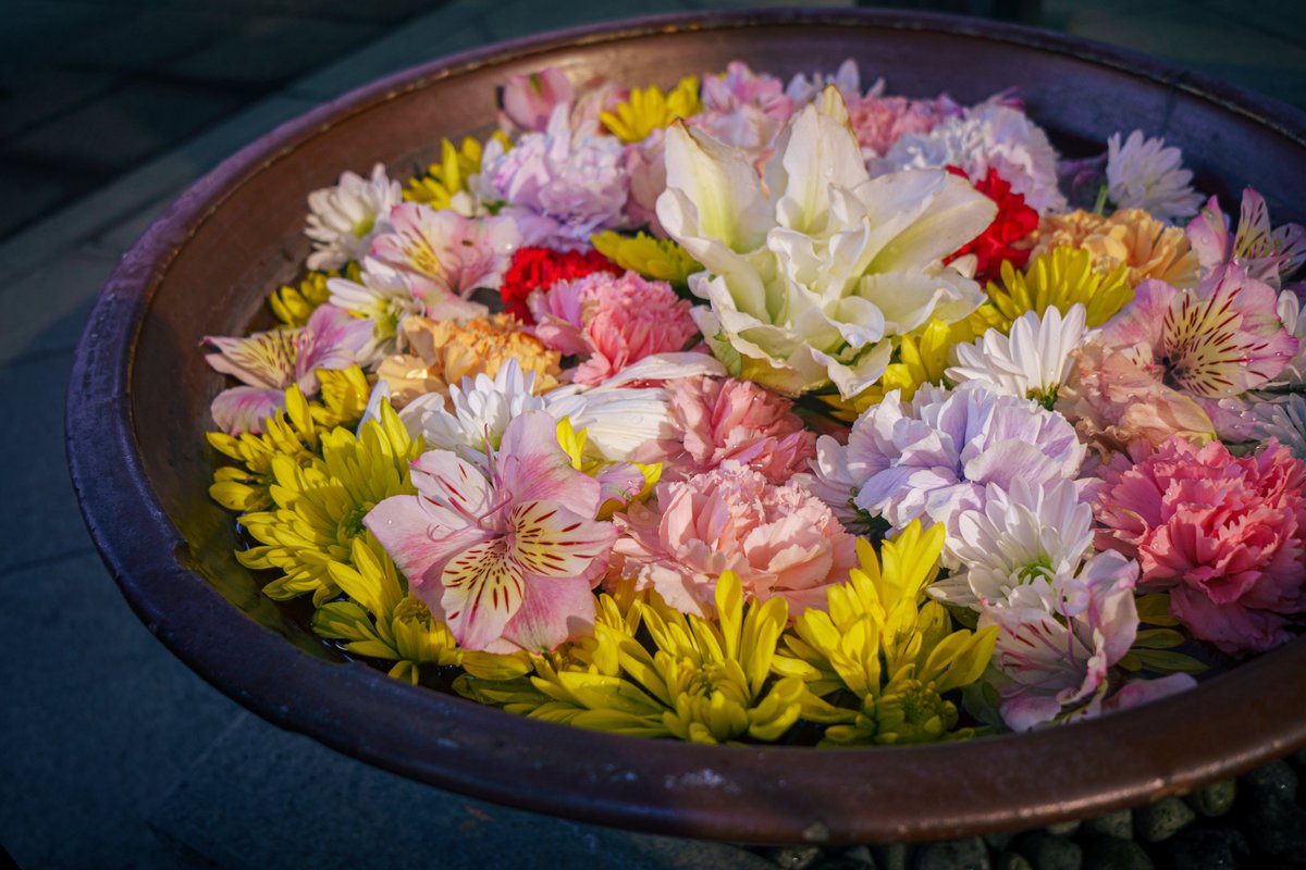 ⭐︎ひよ⭐︎ ページ 花宮 妃那ページ 羊宮妃那 (@youmiya_hina43817) • Instagram photos
