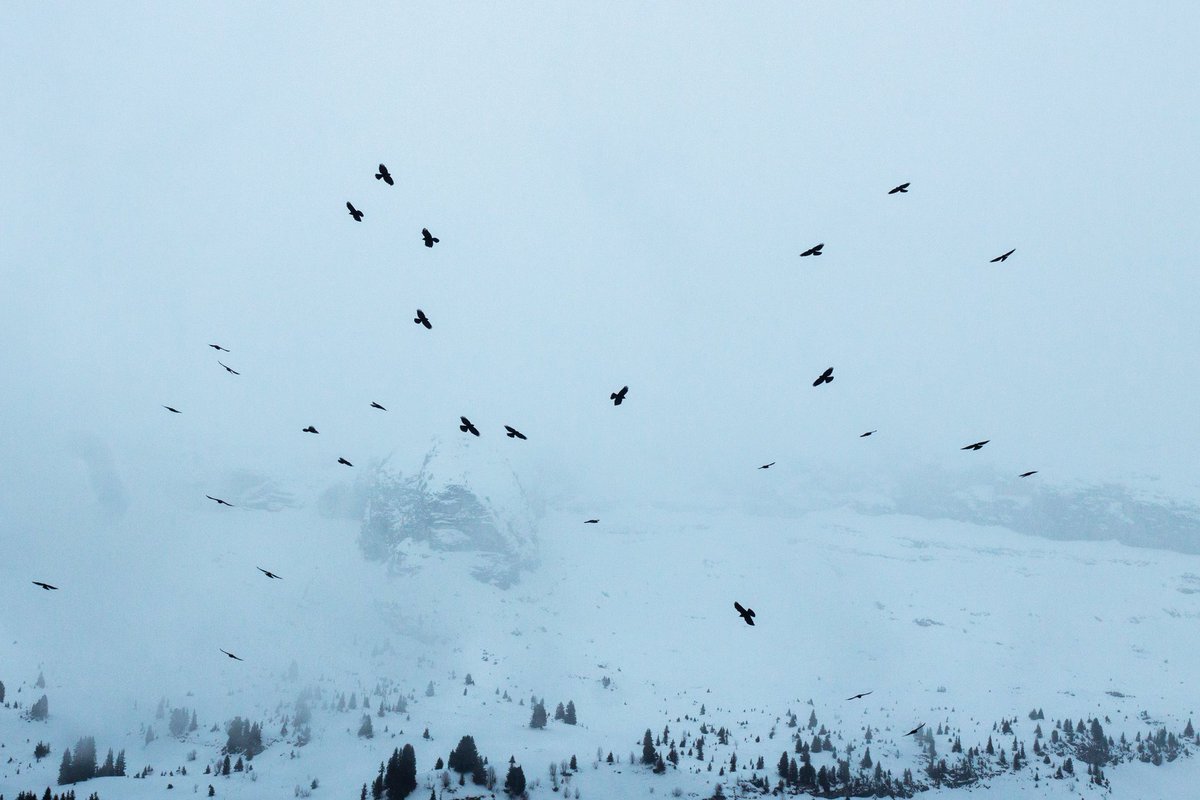 devisu_art's tweet image. Fragments hivernaux 📷

Bonne année 2026 ✨