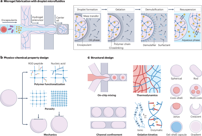 Nature Reviews Bioengineering tweet media