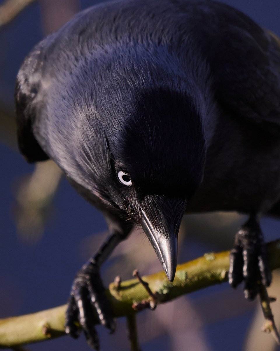 paul hayes tweet media