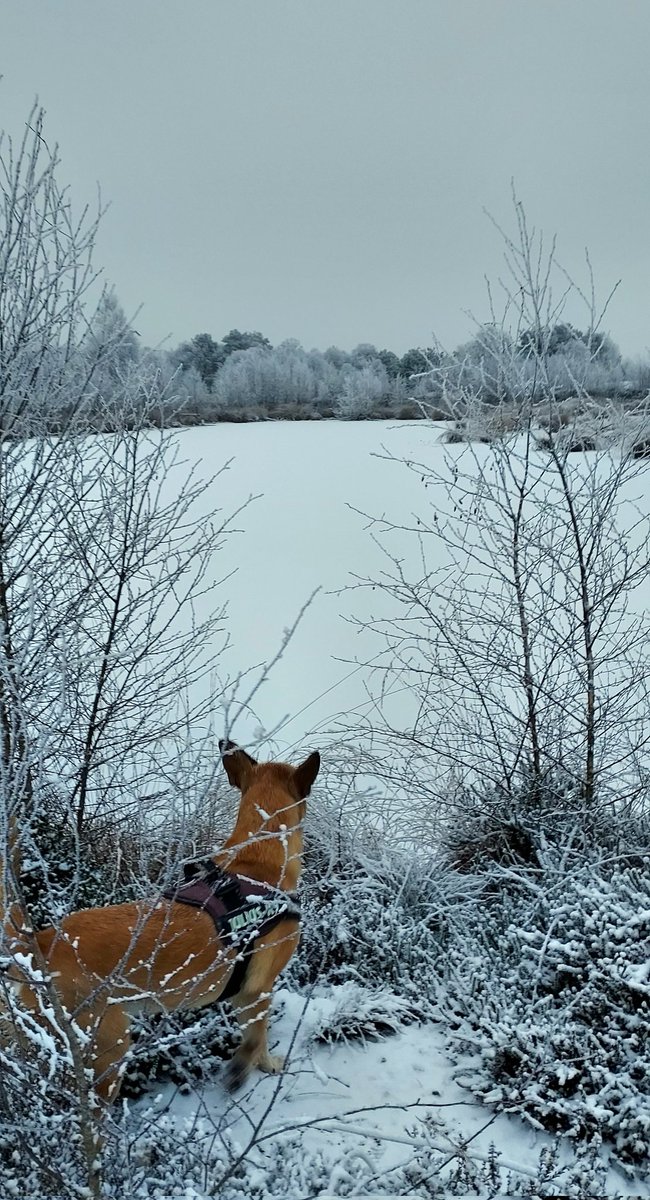 chriz31_07's tweet image. Share your shots for Frosty Friday❄️

Take a new photo or choose one from the gallery!

#FrostyFriday #winteriscoming
#Friday