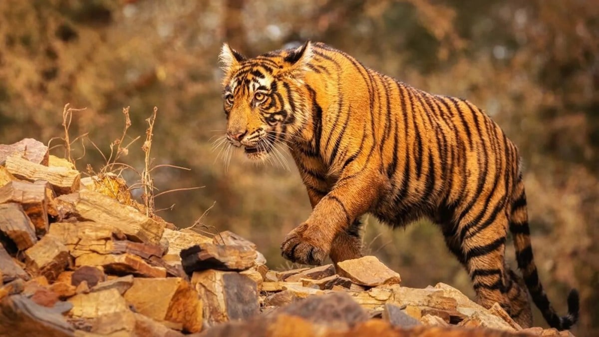 Indianinfoguide's tweet photo. 🚨India Records 166 Tiger Deaths in 2025.
Madhya Pradesh- 55
Maharashtra-28
Karnataka- 22
Uttrakhand- 18
Assam- 12
Rajasthan- 11 https://t.co/ZufaHcACwS