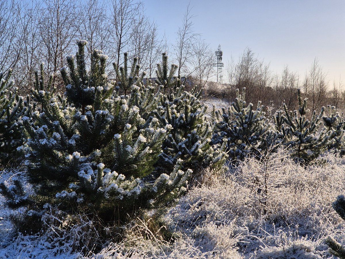 simonxthomas's tweet photo. @morton_wendy It's feeling festive up in Barr Beacon today. Happy New Year https://t.co/aHG0nuUvhn