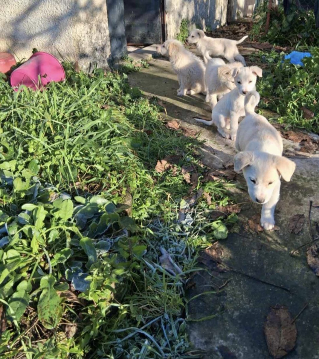 Ηρέμησαν; Ναι! Τρώνε σαν πιράνχας; Ναι! Τρελαίνονται για χάδια; Ναι; Θα τα υιοθετήσετε; Ελπίζω ναι... 
And the Super Five are: Barry, White, Latte, Snow and Casper 🥰